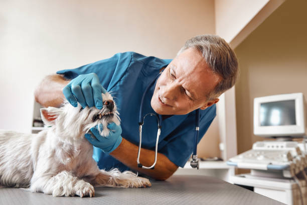 Best Pediatric Emergency Dentist in Mineral Springs, AR